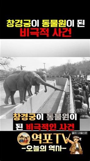 창경궁이 동물원이 된 비극적인 사건 #창경궁 #창경원 #역사