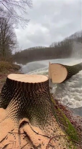 Tree Falls So Satisfyingly