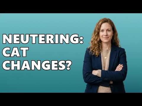 How Do Male Cats Change After Neutering?