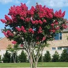 Crape Myrtle Dynamite Red | 2 Extra Large 3 Gallon Plants | Vivid Red Blooms & Hardy Growth, Live Plant, Ornamental Shrub for Striking Garden Display