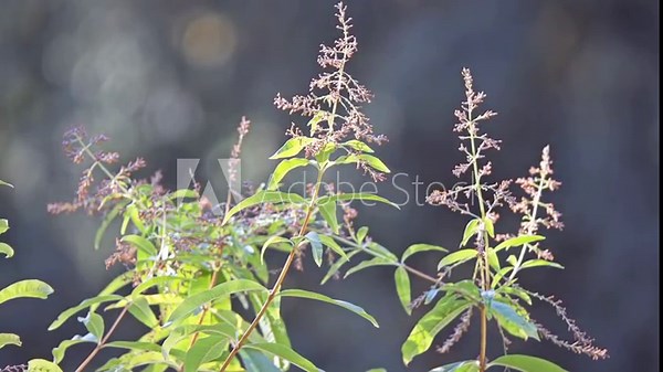 Aloysia citrodora, lemon verbena, is flowering plant in verbena family Verbenaceae, native to South America. It is include lemon beebrush.