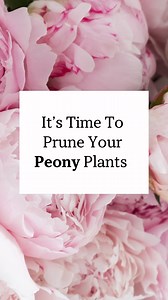 53K views · 135 reactions |  Why You NEED to Prune Your Peonies for...