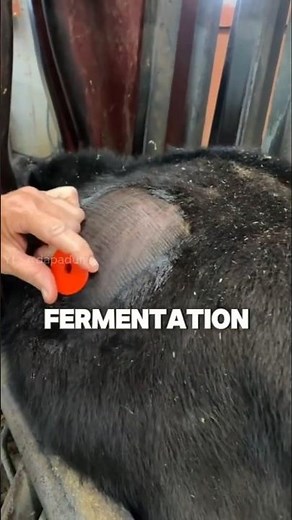 This Cow Can EXPLODE with Fire?!