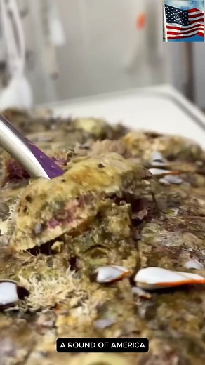 Barnacles – The Sticky Freeloader of the Sea #Barnacles #MarineBiology #SeaFacts #Crustaceans #StickyCreatures | A Round Of America | Facebook