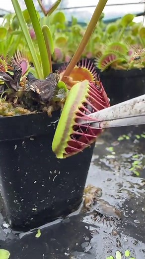 A Letal Planta Carnívora Que Devora Insetos