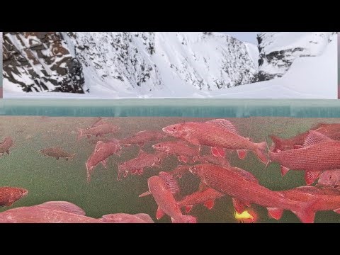 ТЕКТОНИЧЕСКИЙ РАЗЛОМ ПОЛНЫЙ РЫБЫ!!!! ДИКАЯ ЗИМНЯЯ РЫБАЛКА В ЗАПОЛЯРЬЕ!!!