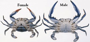 Do male crabs vs female crabs taste better? [2025] | QAQooking.wiki