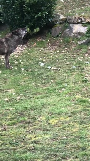 Why do wolves howl? Wolves howl to communicate with other pack members and wolves from other packs, primarily to rally and locate the pack, warn rivals away from their territory, and attract a mate. They also use howling for a variety of other reasons, such as a social rally call before a hunt or out of affection for one another. It is a myth that wolves howl at the moon. Come visit us for Howloween this Saturday October 25 to learn more about wolves and also come ready to trick or treat. Kids i