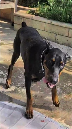 Doberman Discovers the Pool for the First Time