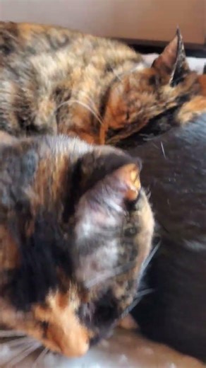 Cute Sleeping Cats #cat #cats #cute