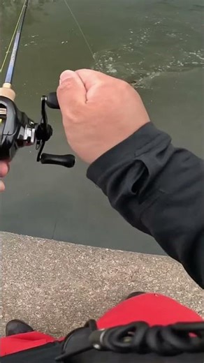 【ナマズ釣り】ブラックサンダーでナマズ釣りやってみた！！ #shorts
