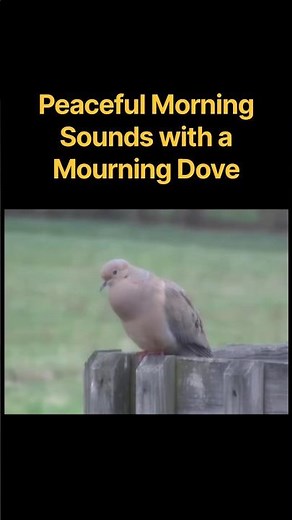 ASMR Peaceful Morning Sounds with a Mourning Dove! #asmr #naturesounds #birds #wildlife #animals