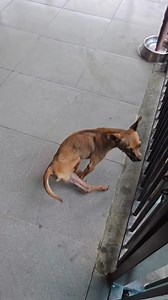 111K views · 6.9K reactions | TIN VUI CỦA BÉ BO 凉❤️ Bữa nay là bé Bo...