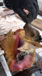 89K views · 321 reactions | Have you ever eaten conch? 路‍♂️ This is how to remove the conch from the shell 勞 With @blacktiph | Foodporn | Facebook