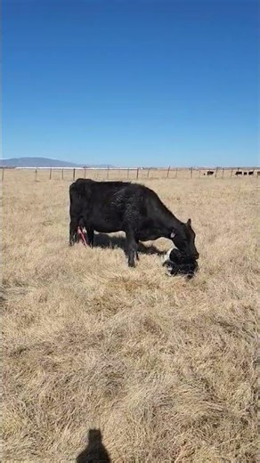 Newborn being cleaned off earlier today.