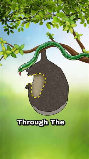 How This Birds Tricks The Snake? #youpageシforyou #Birds #snake #tricks #animals | The World Of Wonders