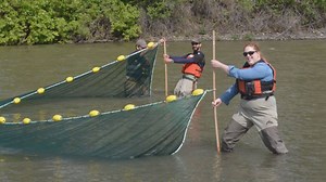 Some salmon migration out of sync with food supply