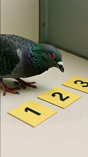 PIGEONS CAN DO MATH