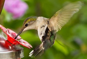 The Best Hummingbird Feeders of 2024
