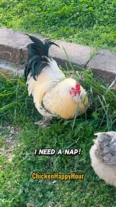 Frankie waving the 🏳️🐔🏳️ #sos #chickens #comedy #sleepdeprived #rooster #parody #chickensofinstagram #funnyanimals #chickenhappyhour | Chicken Happy Hour