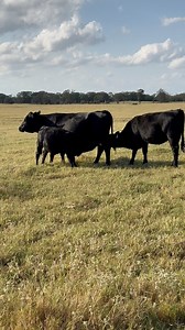 This momma cow is pulling double duty today! 😂 We brought several heifers and steers from the Waygu herd over here to ween them from their mommas. Now they just find another momma that will let them nurse! 😂 #texasrancher | Texas Rancher