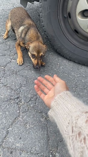 The Dodo | It’s the season for kisses ❤️🥹💋 (🎥: Twitter/sos_arms) | Instagram