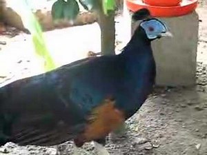 Bornean crested fireback