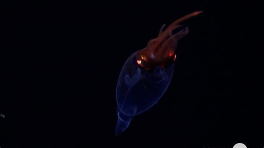 Rare sea creature seen alive for first time in 100 years in stunning Antartica discovery