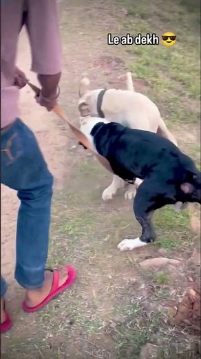 #trending #trendingreels #dogsofinstagram #viralvideos #doglover #pitbullsofinstagram #pitbull