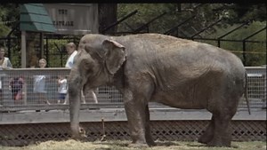 How an Isolated Elephant Found Love Again: Shirley's Story Inspires Us All to Empty the Cages - One Green Planet