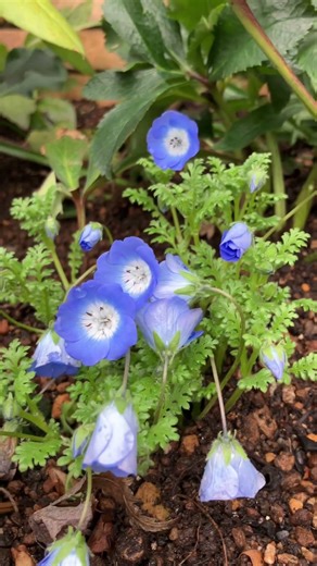 クリスマスローズとネモフィラ #flowers #ガーデニング #花 #nature