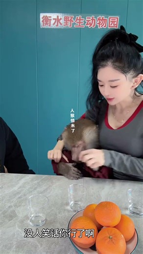 Hengshui Wild Animal Park Baboon: Happy Spring Festival with Cute Animals