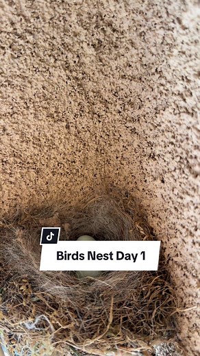 Day 1 of Finding a Bird’s Nest - how many days do you think it’ll take to hatch? #birdsnest
