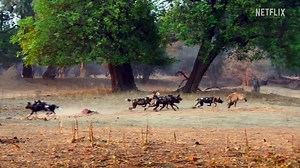 Predators | show | 2022 | Official Trailer