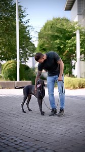 TK9F by M.Rogosin | Dog Training & Coaching on Instagram: "“First Leash Leading Steps“ . Do not avoid the leash and collar! . See the leash as you extended arm of safety to keep your dog and you safe! . Yes it is work but start with it as soon as possible and do not use a harness!do use a collar!!! . Pulling on the leash and walking in front of you is normal, specially on a puppy! . That is why you should build up training frequencies into your walk! . Let the dog be himself and surprise him wit