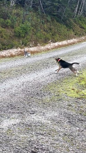 📸 @roarateigen Beagelen Tikka, møter hare for første gang!! Det ble los med lyd for første gang, og uttak i tap òg etter hvert. Sammen med Dunkeren Balder, ble dette en utrolig gøy dag. #hare#beagel#Tikka#dunker#Balder#harelos#åraksbø#setesdalen#n247no#utno#naturephotography#utpåtur#fvntur#harejakt#naturopplevelser#naturopplevelserpåsittallerbeste#nature#jakt#jakthundsträning#jaktforlivet#jakthund#follow#furdog 👉🏻 @the.furdog.brand | FURDOG