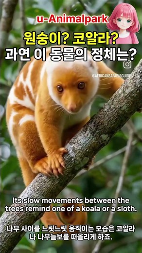 원숭이일까, 코알라일까? 이 동물의 정체는 과연 무엇일까요? 이 동물은 바로, 쿠스쿠스입니다! #animalpark #zoo #동물원 #쿠스쿠스 #cuscus #동물 #animal