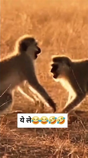 monkey fight 🤣🤣 #funny #monkey #fighting #shorts