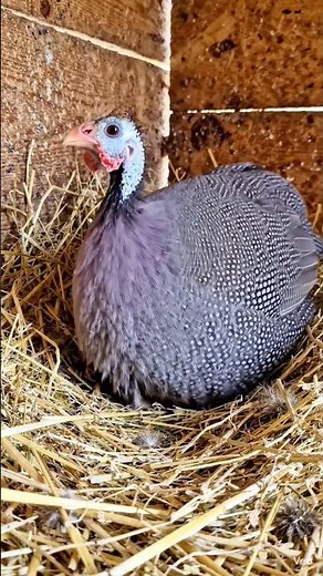 Guinea fowl hatching eggs 🐣🔥