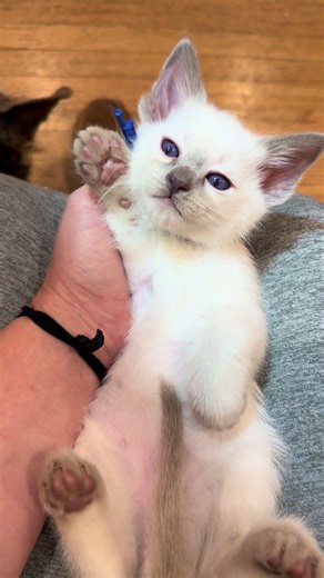 Adorable Baby Siamese Kittens