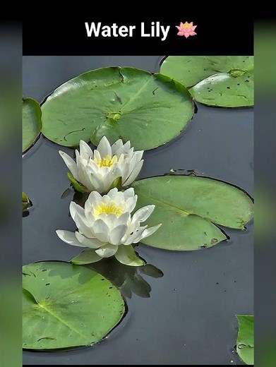 Types of most beautiful flowers/ Beautiful flowers pictures 🌹