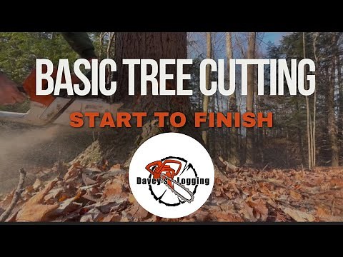 HOW TO BORE CUT A TREE 🪓 start to finish