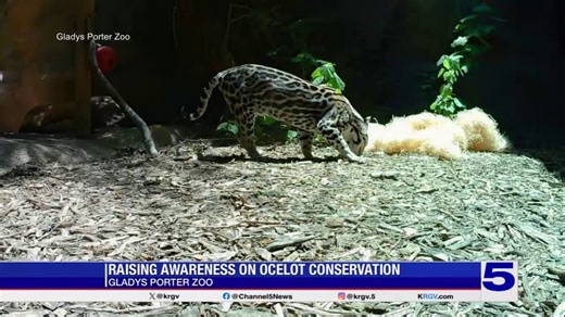 Zoo Guest: Gladys Porter Zoo raising awareness on Ocelot conservation