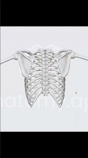 Scapula Upward Rotation Visual Animation