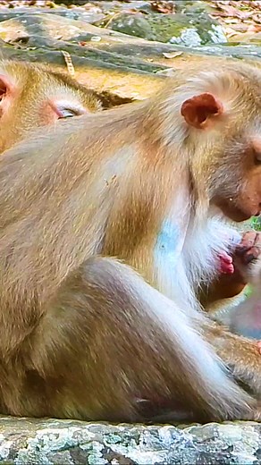 what adorable baby monkey Part 4 | Monkey Magic