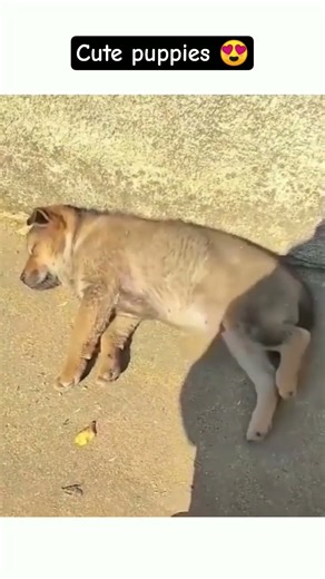 Cute puppies