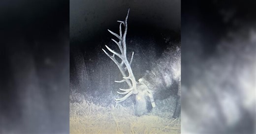 Wisconsin nature officials investigating bull elk’s illegal killing
