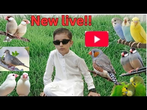 Rafy Hadi vlogs is live budgies parrot java sparrow mini sparrow finches Dave ♥️