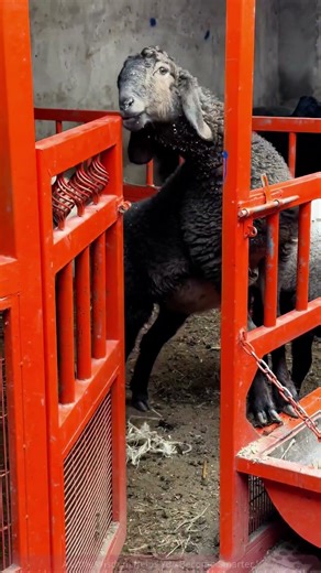 The process of a clever sheep opening a door