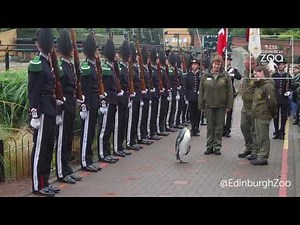 Tier macht Sachen: Wie ein Pinguin zum General wurde | DER SPIEGEL